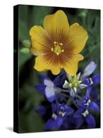 Yellow Flax, Bluebonnets, Moore, Texas, USA-Darrell Gulin-Stretched Canvas