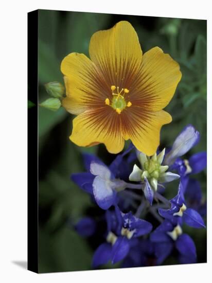 Yellow Flax, Bluebonnets, Moore, Texas, USA-Darrell Gulin-Stretched Canvas