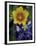 Yellow Flax, Bluebonnets, Moore, Texas, USA-Darrell Gulin-Framed Premium Photographic Print