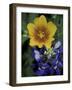 Yellow Flax, Bluebonnets, Moore, Texas, USA-Darrell Gulin-Framed Photographic Print