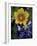 Yellow Flax, Bluebonnets, Moore, Texas, USA-Darrell Gulin-Framed Photographic Print