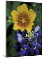 Yellow Flax, Bluebonnets, Moore, Texas, USA-Darrell Gulin-Mounted Photographic Print