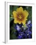 Yellow Flax, Bluebonnets, Moore, Texas, USA-Darrell Gulin-Framed Photographic Print