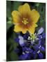 Yellow Flax, Bluebonnets, Moore, Texas, USA-Darrell Gulin-Mounted Photographic Print