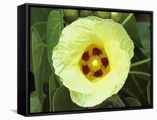 Yellow Flower Bloom on Tree, Cayman Islands-Georgienne Bradley-Framed Stretched Canvas