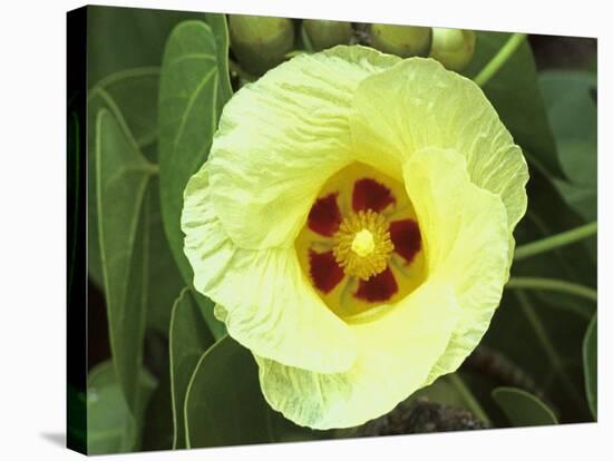 Yellow Flower Bloom on Tree, Cayman Islands-Georgienne Bradley-Stretched Canvas