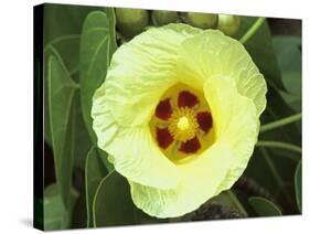 Yellow Flower Bloom on Tree, Cayman Islands-Georgienne Bradley-Stretched Canvas