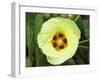 Yellow Flower Bloom on Tree, Cayman Islands-Georgienne Bradley-Framed Premium Photographic Print