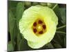 Yellow Flower Bloom on Tree, Cayman Islands-Georgienne Bradley-Mounted Premium Photographic Print