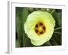 Yellow Flower Bloom on Tree, Cayman Islands-Georgienne Bradley-Framed Photographic Print