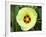 Yellow Flower Bloom on Tree, Cayman Islands-Georgienne Bradley-Framed Photographic Print