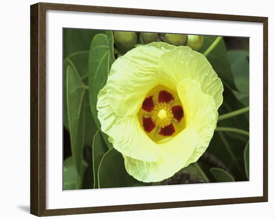 Yellow Flower Bloom on Tree, Cayman Islands-Georgienne Bradley-Framed Photographic Print