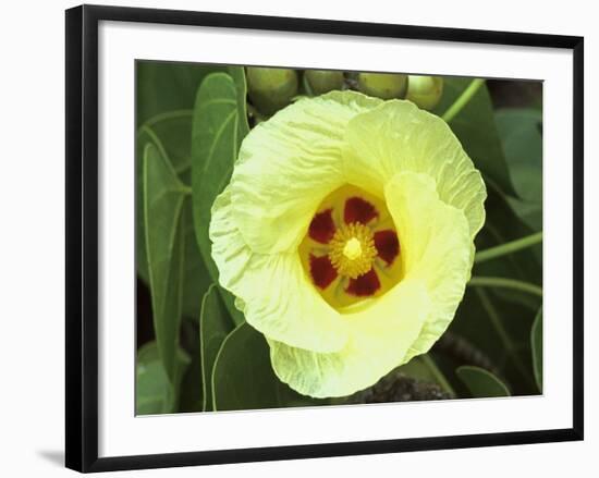 Yellow Flower Bloom on Tree, Cayman Islands-Georgienne Bradley-Framed Photographic Print