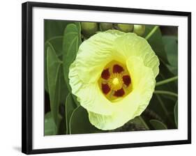 Yellow Flower Bloom on Tree, Cayman Islands-Georgienne Bradley-Framed Photographic Print