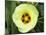 Yellow Flower Bloom on Tree, Cayman Islands-Georgienne Bradley-Mounted Photographic Print