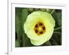 Yellow Flower Bloom on Tree, Cayman Islands-Georgienne Bradley-Framed Photographic Print