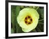 Yellow Flower Bloom on Tree, Cayman Islands-Georgienne Bradley-Framed Photographic Print