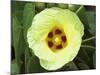 Yellow Flower Bloom on Tree, Cayman Islands-Georgienne Bradley-Mounted Photographic Print