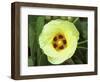 Yellow Flower Bloom on Tree, Cayman Islands-Georgienne Bradley-Framed Photographic Print