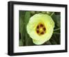 Yellow Flower Bloom on Tree, Cayman Islands-Georgienne Bradley-Framed Photographic Print