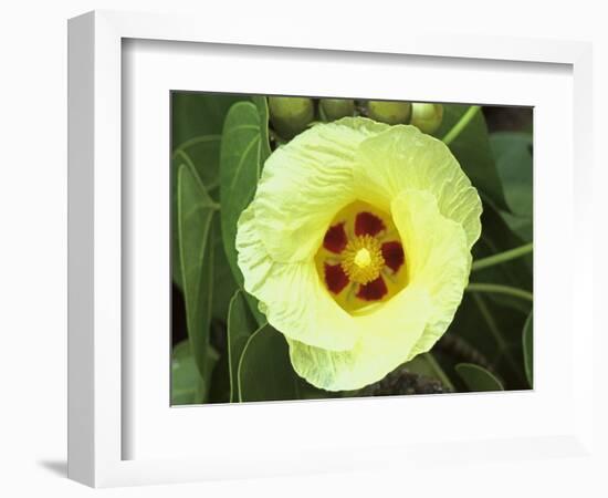 Yellow Flower Bloom on Tree, Cayman Islands-Georgienne Bradley-Framed Photographic Print