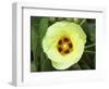 Yellow Flower Bloom on Tree, Cayman Islands-Georgienne Bradley-Framed Photographic Print