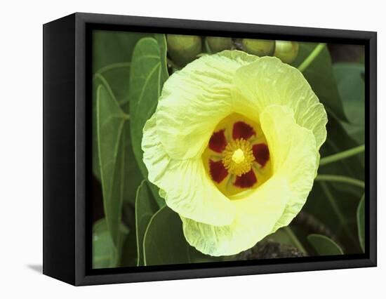 Yellow Flower Bloom on Tree, Cayman Islands-Georgienne Bradley-Framed Stretched Canvas