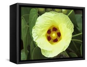 Yellow Flower Bloom on Tree, Cayman Islands-Georgienne Bradley-Framed Stretched Canvas