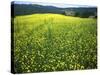 Yellow Flower Covered Fields of San Gimignano, Tuscany, Italy-Bill Bachmann-Stretched Canvas