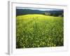 Yellow Flower Covered Fields of San Gimignano, Tuscany, Italy-Bill Bachmann-Framed Photographic Print