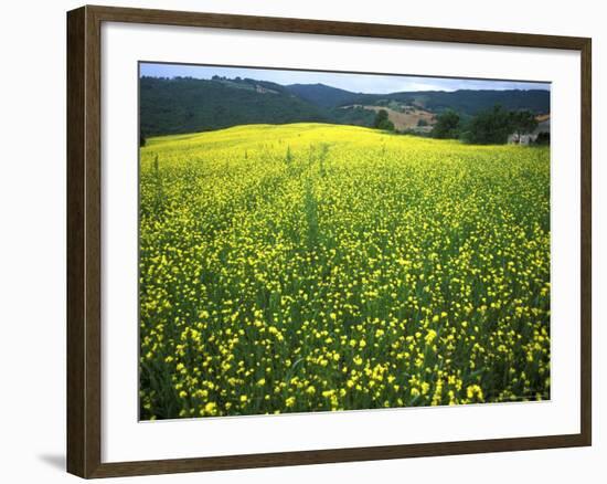 Yellow Flower Covered Fields of San Gimignano, Tuscany, Italy-Bill Bachmann-Framed Photographic Print