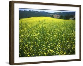 Yellow Flower Covered Fields of San Gimignano, Tuscany, Italy-Bill Bachmann-Framed Photographic Print