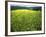 Yellow Flower Covered Fields of San Gimignano, Tuscany, Italy-Bill Bachmann-Framed Photographic Print