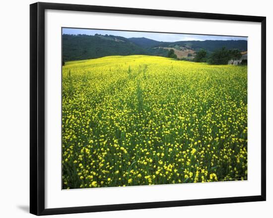 Yellow Flower Covered Fields of San Gimignano, Tuscany, Italy-Bill Bachmann-Framed Photographic Print