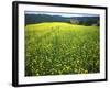 Yellow Flower Covered Fields of San Gimignano, Tuscany, Italy-Bill Bachmann-Framed Photographic Print