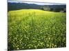 Yellow Flower Covered Fields of San Gimignano, Tuscany, Italy-Bill Bachmann-Mounted Photographic Print