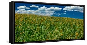 Yellow Flower field , Hastings Mesa, near Last Dollar Ranch-null-Framed Stretched Canvas