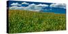 Yellow Flower field , Hastings Mesa, near Last Dollar Ranch-null-Stretched Canvas