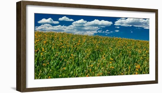 Yellow Flower field , Hastings Mesa, near Last Dollar Ranch-null-Framed Photographic Print