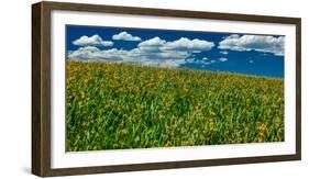 Yellow Flower field , Hastings Mesa, near Last Dollar Ranch-null-Framed Photographic Print