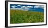 Yellow Flower field , Hastings Mesa, near Last Dollar Ranch-null-Framed Photographic Print