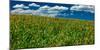 Yellow Flower field , Hastings Mesa, near Last Dollar Ranch-null-Mounted Photographic Print