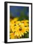 Yellow Flower in a Garden-Felipe Rodríguez-Framed Photographic Print