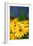 Yellow Flower in a Garden-Felipe Rodríguez-Framed Photographic Print