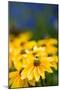 Yellow Flower in a Garden-Felipe Rodríguez-Mounted Photographic Print