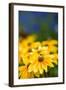 Yellow Flower in a Garden-Felipe Rodríguez-Framed Photographic Print