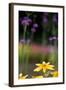 Yellow Flower in a Garden-Felipe Rodríguez-Framed Photographic Print