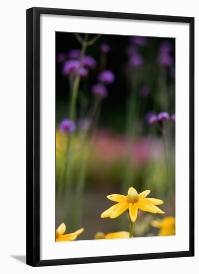 Yellow Flower in a Garden-Felipe Rodríguez-Framed Photographic Print