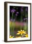 Yellow Flower in a Garden-Felipe Rodríguez-Framed Photographic Print