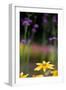 Yellow Flower in a Garden-Felipe Rodríguez-Framed Photographic Print